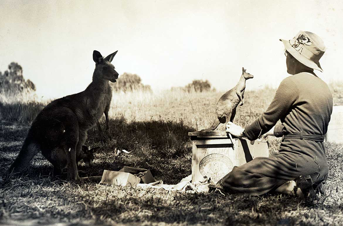 Daphne Mayo modelling a kangaroo at Lone Pine Sanctuary, 1935 / UQ:418323 / Courtesy: Fryer Library, University of Queensland, Brisbane