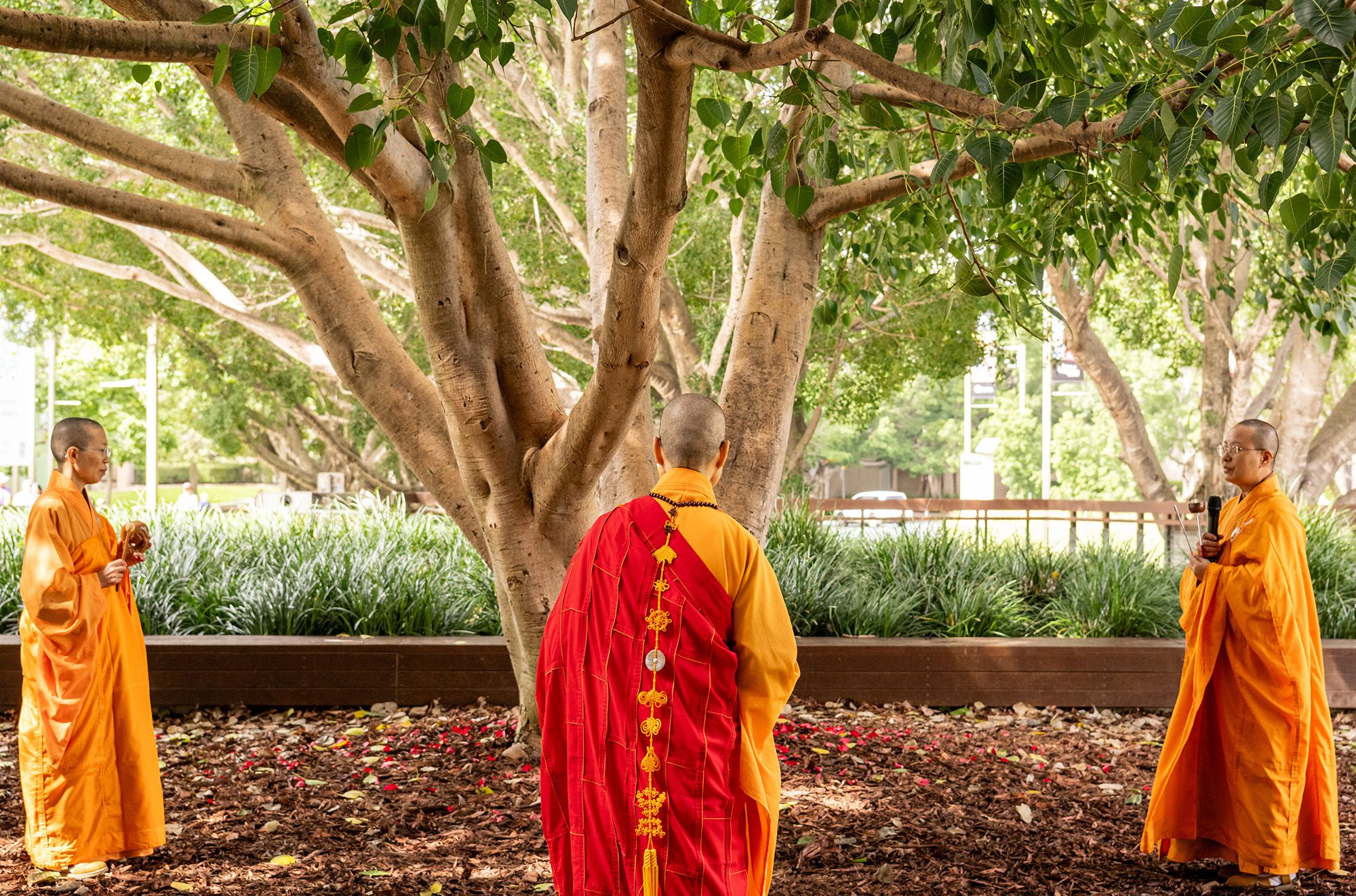 Bodhi Tree Blessing / Photograph: C Callistemon © QAGOMA