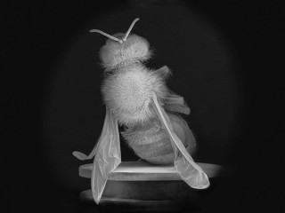 Anne Noble, Aotearoa New Zealand b. 1954 / Dead Bee Portrait #2 2015-16 / Pigment on paper / 115 x 91.5cm / Image courtesy: The artist and Two Rooms Gallery, Auckland / © The artist