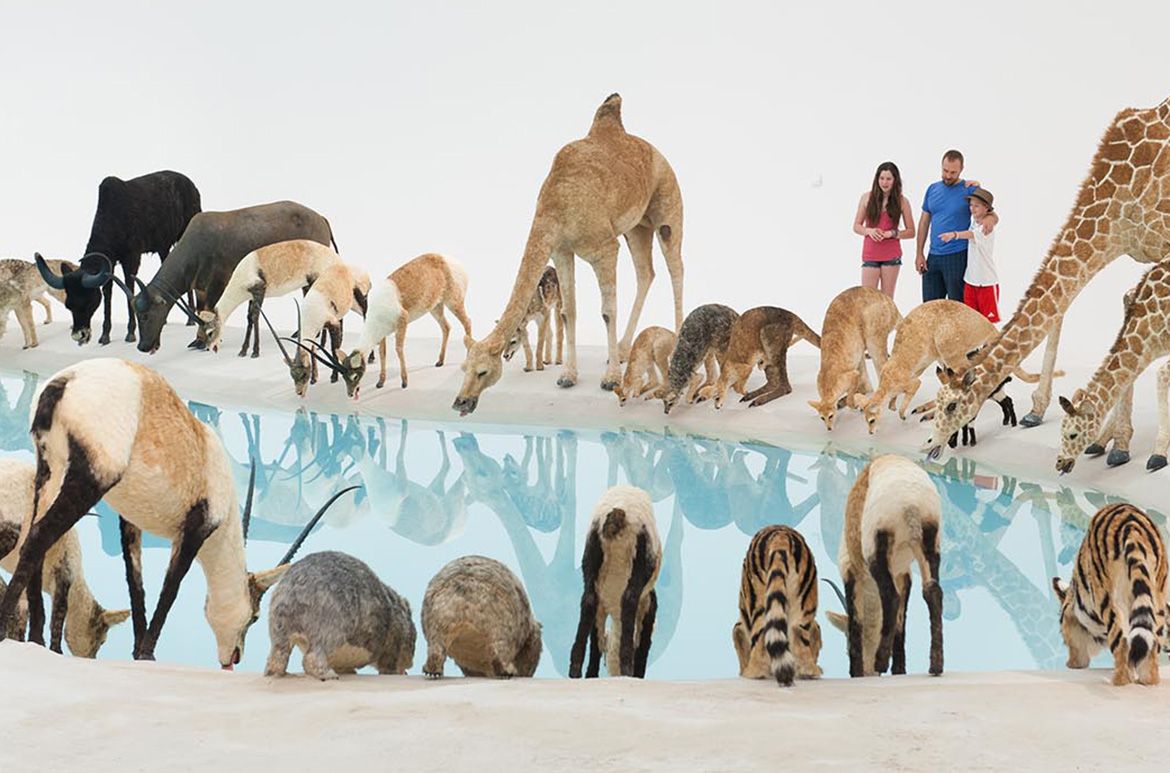 Cai Guo-Qiang, China b.1957 / Heritage (installed) 2013 / 99 life-sized replicas of animals. Animals: polystyrene, gauze, resin and hide. Installed with artificial watering hole: water, sand, drip mechanism / Purchased 2013 with funds from the Josephine Ulrick and Win Schubert Diversity Foundation through and with the assistance of the Queensland Art Gallery | Gallery of Modern Art Foundation / Collection: Queensland Art Gallery | Gallery of Modern Art / © Cai Guo-Qiang / Photograph: Mark Sherwood © QAGOMA
