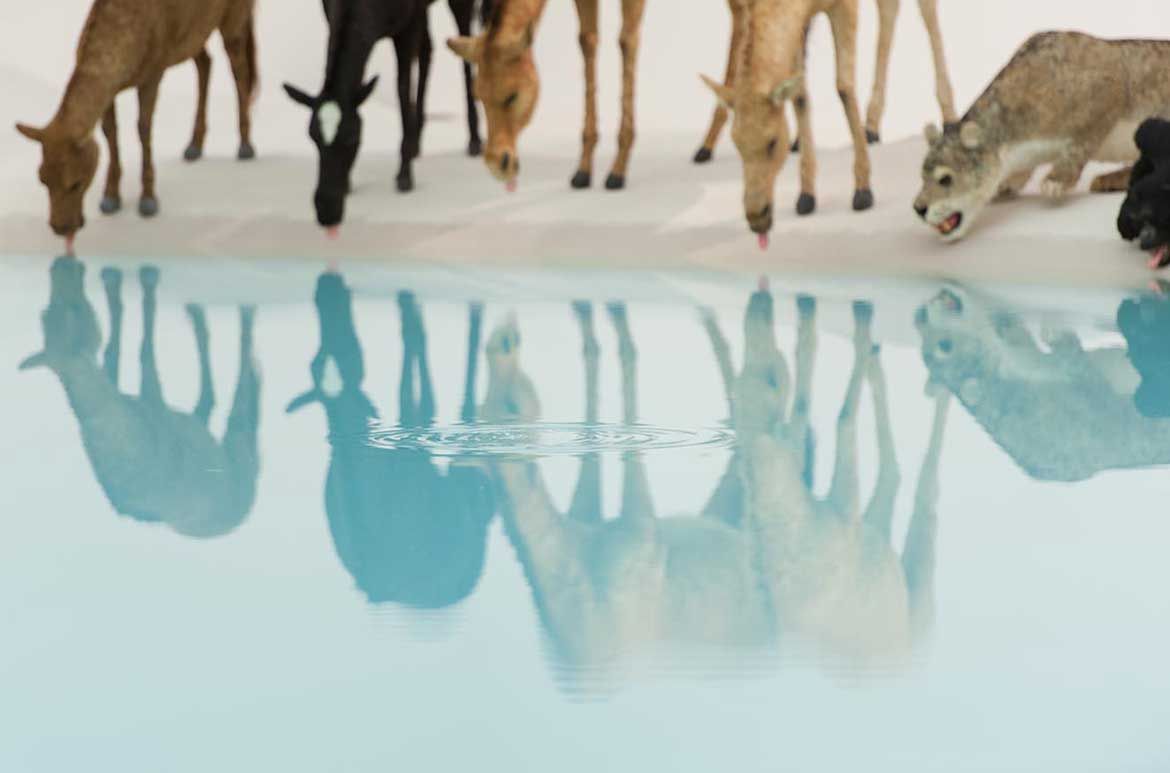 Cai Guo-Qiang, China b.1957 / Heritage (installed) 2013 / 99 life-sized replicas of animals. Animals: polystyrene, gauze, resin and hide. Installed with artificial watering hole: water, sand, drip mechanism / Purchased 2013 with funds from the Josephine Ulrick and Win Schubert Diversity Foundation through and with the assistance of the Queensland Art Gallery | Gallery of Modern Art Foundation / Collection: Queensland Art Gallery | Gallery of Modern Art / © Cai Guo-Qiang / Photograph: Mark Sherwood © QAGOMA