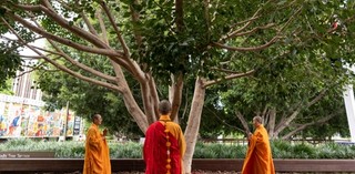 Bodhi Tree Blessing Ceremony / Gallery of Modern Art, Brisbane / April 2022 / Photography: C Castillemon, QAGOMA
