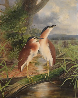 Before conservation / Anthony Alder, Australia 1838-1915 / Heron’s home 1895 / Oil on canvas / 102 x 82cm / Purchased 2011 with funds from the Estate of Jessica Ellis through the Queensland Art Gallery Foundation / Collection: Queensland Art Gallery | Gallery of Modern Art