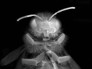 Anne Noble, Aotearoa New Zealand b. 1954 / Dead Bee Portrait #14 2015-16 / Pigment on paper / 115 x 91.5cm / Image courtesy: The artist and Two Rooms Gallery, Auckland / © The artist