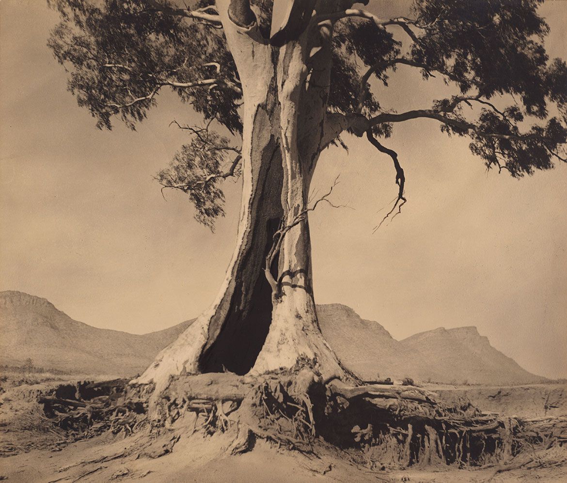 Harold Cazneaux, Australia 1878–1953 / Spirit of endurance 1937 / Silver gelatin photograph / Gift of the Cazneaux family 1975 / Collection: Art Gallery of New South Wales