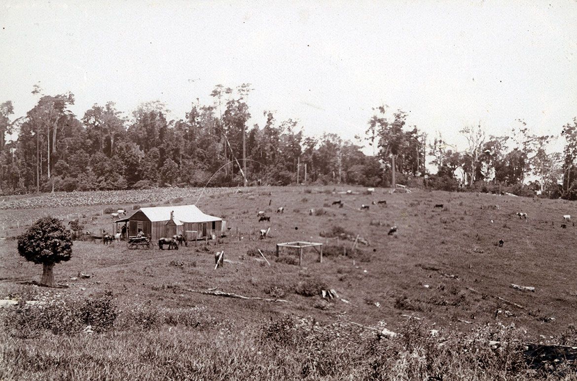 Wilson Brothers’ dairy farm on Tamborine Mountain / Image number: APA-021-01-0010 / Image courtesy State Library of Queensland, Brisbane