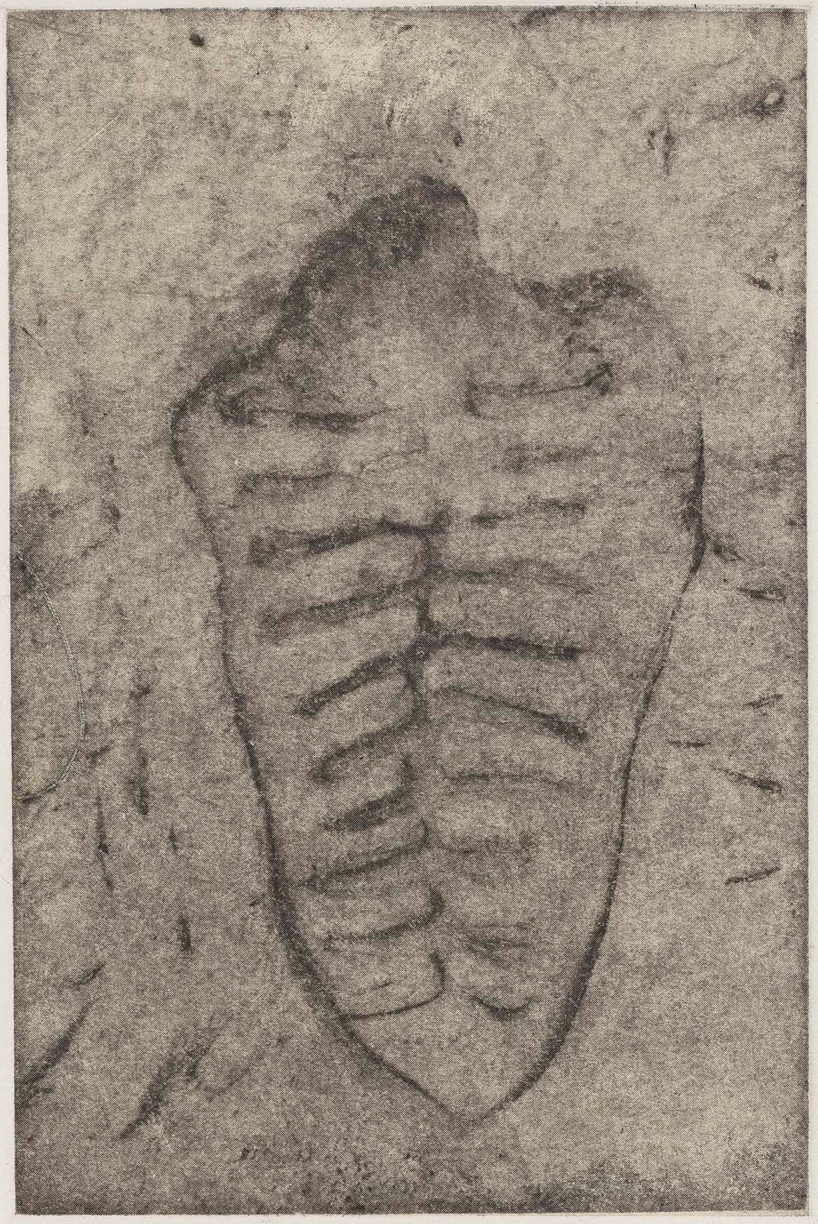 Ana Mendieta , United States 1948-1985 / Itiba Cahubaba (Old Mother Blood) (from ‘Esculturas Rupestres’ (Rupestrian sculpture) portfolio) 1982, printed 1993 / Photo-etching on chine colle on Arches cover paper / 14 x 9.2cm (comp.) / Purchased 1996 with a special allocation from the Queensland Government. Celebrating the Queensland Art Gallery’s Centenary 1895-1995 / Collection: Queensland Art Gallery / © Estate of Ana Mendieta