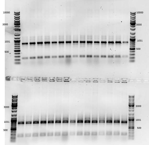 Restriction gel showing expected bands for AR3FS DNA illustrating that the mutation was successful