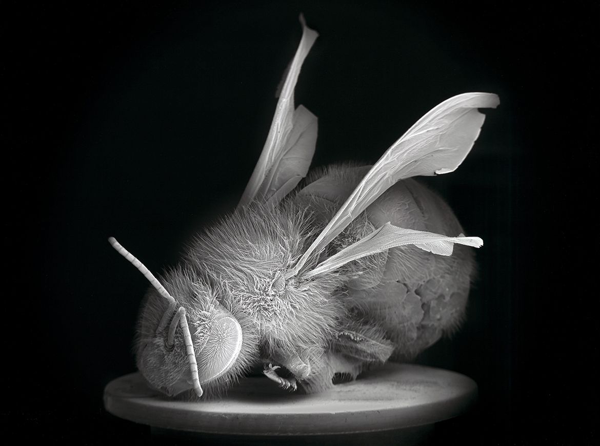 Anne Noble, New Zealand b.1954 / Dead Bee Portrait #1 2015, printed 2018 / Pigment
on archival paper / 74 x 99cm (comp) / The Taylor Family Collection. Purchased 2019 with funds from Paul, Sue and Kate Taylor through the QAGOMA Foundation / Collection: Queensland Art Gallery | Gallery of Modern Art / © Anne Noble