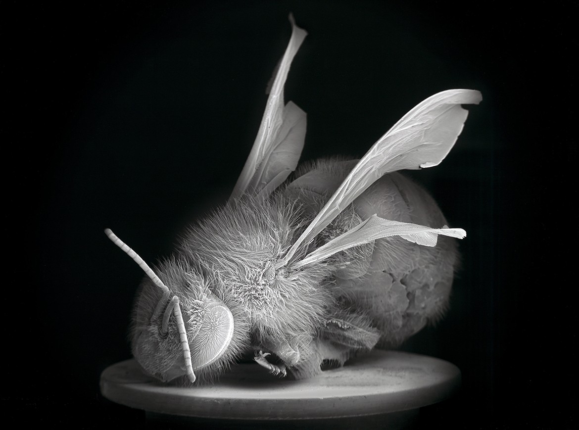 What is a Still Life? – QAGOMA Stories – Queensland Art Gallery ...
