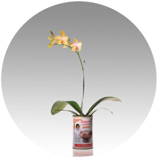Edwin Roseno, Indonesia b.1979 / Anggrek Dindrobium/kerawaii (Dendrobium Catinecloesum) (detail) (from ‘Green hypermarket’ series) 2011-12 / Digital prints on aluminium and 150 digital files / 60cm (diam.) / Gift of the artist through the Queensland Art Gallery Foundation 2013 / Collection: Queensland Art Gallery | Gallery of Modern Art / © Edwin Roseno