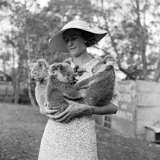 Arthur McLeod, photographer, active 1910-1954 / Elsie holding three koalas in her arms, Lone Pine Koala Sanctuary / 99183894258902061 / Image courtesy: John Oxley Library, State Library of Queensland, Brisbane