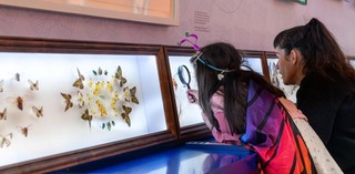 Visitors looking at the insect display in ‘eX de Medici: The Alien Others’ / Photograph: C Baxter © QAGOMA