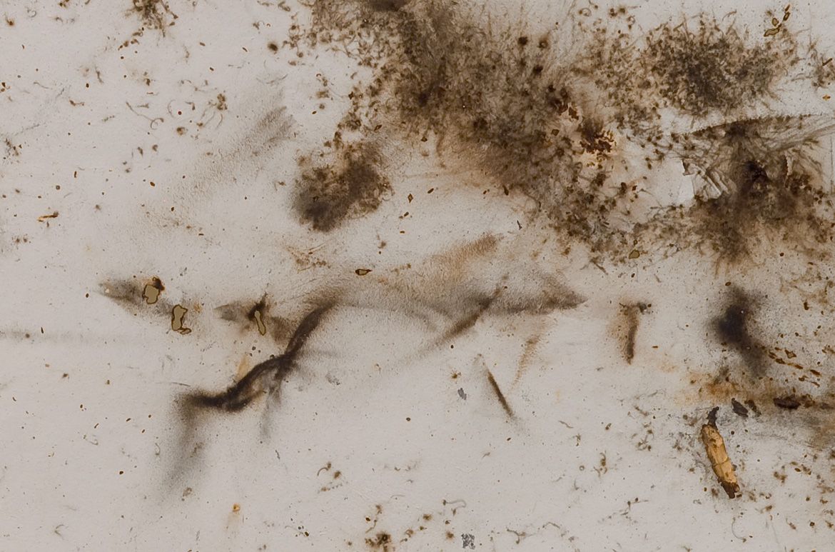 Cai Guo-Qiang, China b.1957 / Dragon or Rainbow Serpent: A myth glorified or feared (details showing the burn after the gunpowder had gone off) 1996 / Spent gunpowder and Indian ink on Japanese paper / Nine drawings: 300 x 200cm (each) / Purchased 1996 / Collection: Queensland Art Gallery | Gallery of Modern Art / © Cai Guo-Qiang