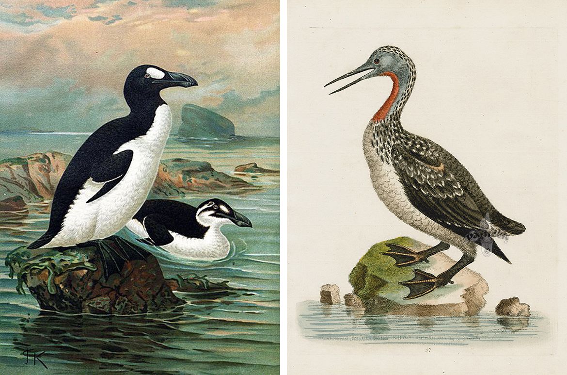 (L to R) The Great Auk; and Red Throated Loon