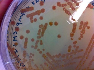 Culture of genetically engineered E.coli on Agar plate