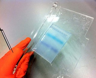 Doing PCR (polymerase chain reaction) to amplify DNA fragments and running gels to check success