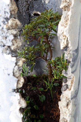 Jamie North, Australia b.1971 / Portal 2022 / Cement, ash, slag, expanded clay, graphite, organic matter and plants native to Queensland / Two columns: 290.9 x 60cm (each), plus plants / © Jamie North / Courtesy: Jamie North and The Renshaws, Brisbane