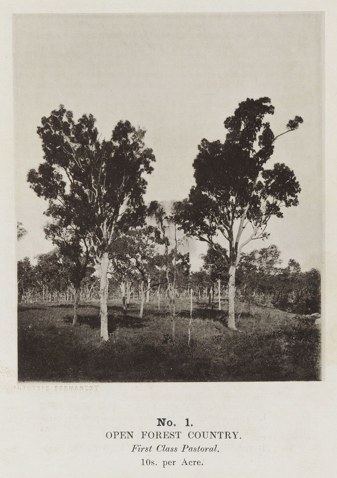 Richard Daintree, England/Australia 1832-78 / (Open forest country) (no. 1 from ‘Images of Queensland’ series) c.1870 / Autotype on paper / 12.5 x 10.3cm / Purchased 2009 with funds raised through the QAG Foundation 30th Anniversary Appeal / Collection: Queensland Art Gallery | Gallery of Modern Art