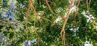 The Bodhi Tree, Gallery of Modern Art/ Photograph: © QAGOMA