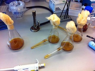 Large volume AR3 E.coli culture in Erlenmeyer flasks