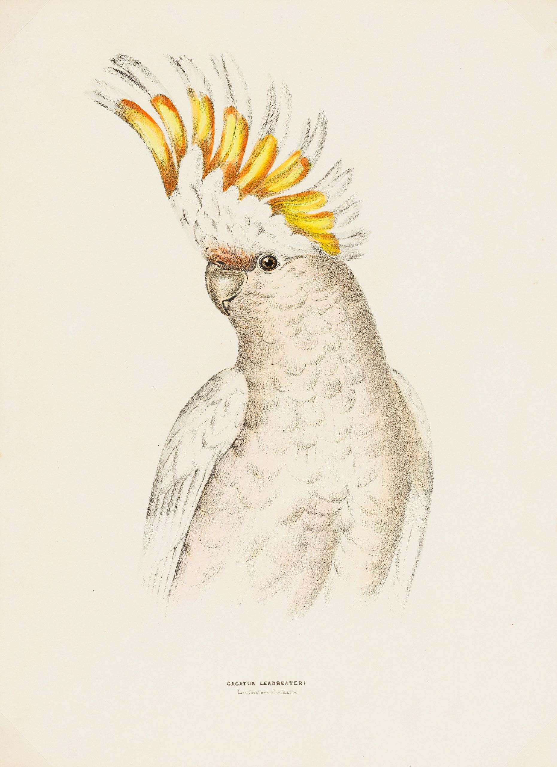 Silvester Diggles, England/Australia 1817–80 / Leadbeater’s cockatoo (Cacatua leadbeateri) c.1875 / Lithograph, hand-coloured on paper / 36.5 x 26.5cm / Purchased 2005 / Collection: Queensland Art Gallery | Gallery of Modern Art