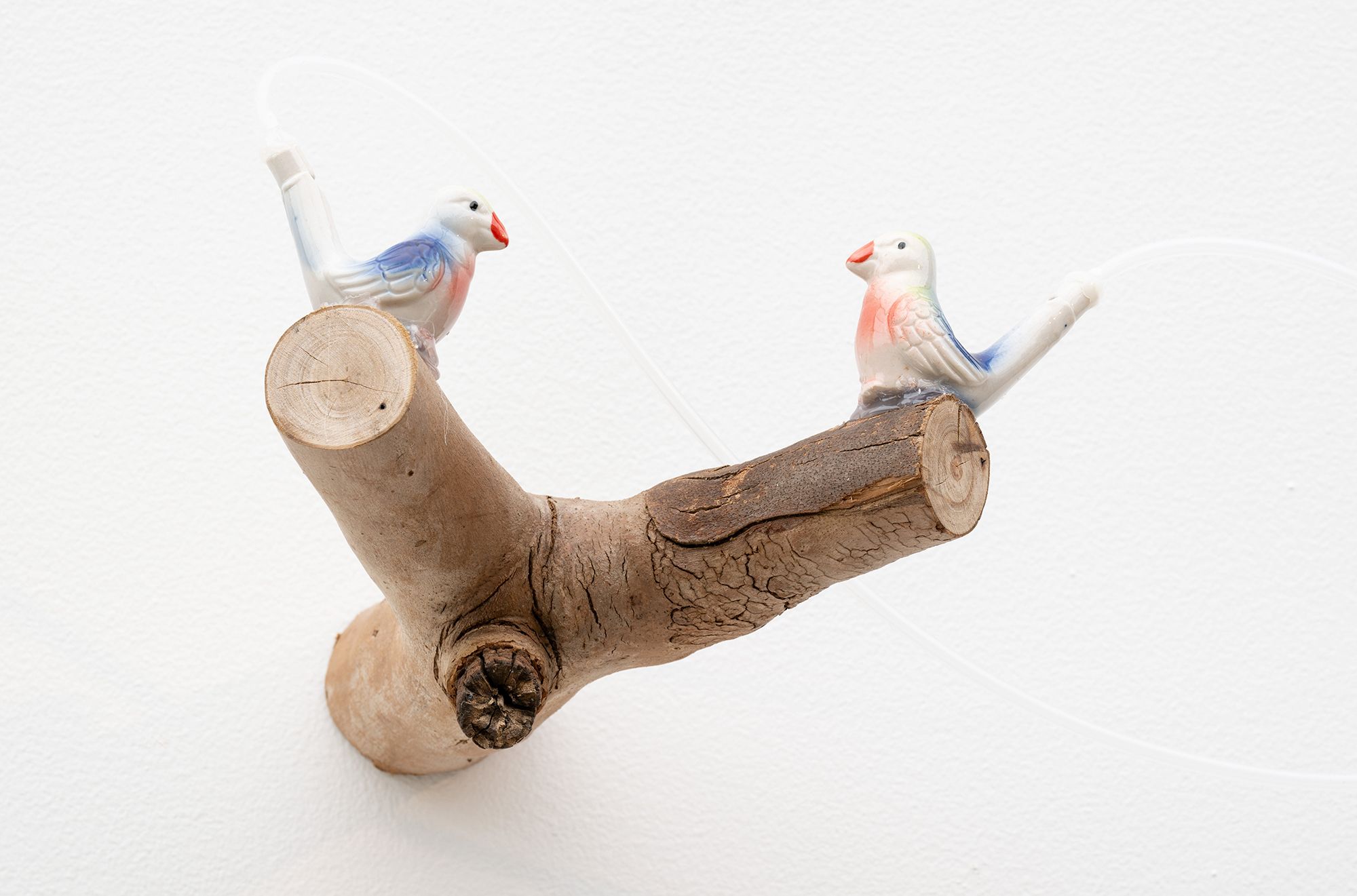 アート・デザイン・音楽 BIRDS and their World John Andrews Birds of