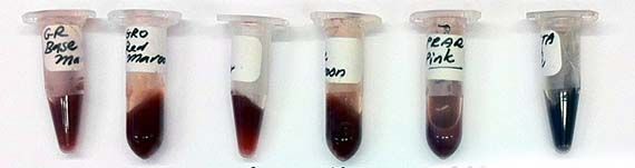 Mutant protein pigments isolated during the residency