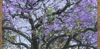 Gary Carsley / Australia b.1957 / Under the Jacaranda – Purple Reign (artist render for photogenia) 2018 / Lambda unique state print mounted to 3mm dibond panel, double-sided sublimation print on laser-cut fabric, with IKEA Gilbert chair and Frosta stools; maquette construction and pelmet design by Renjie Teoh / 260 x 222cm (variable) / Courtesy: TORCH, Amsterdam, and Thatcher Projects, New York / Commissioned for APT9 Kids with support from the Tim Fairfax Family Foundation / © Gary Carsley