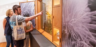 Installation view of Anne Noble's functioning beehive or ‘living photograph’ Conversatio: A Cabinet of Wonder 2018 during 'The 9th Asia Pacific Triennial of Contemporary Art' (APT9) / Gift of the artist through the QAGOMA Foundation 2019 / © Anne Noble / Photograph:  B Wagner