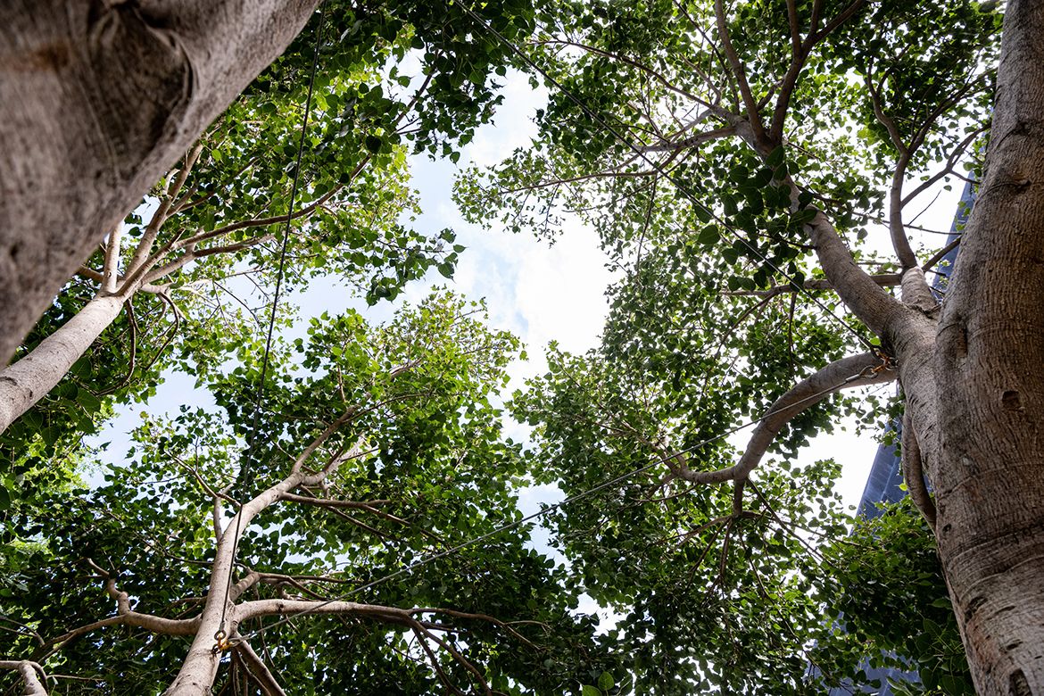 Looking up through the branches of the sacred Bodhi Tree / Photograph: C Callistermon © QAGOMA