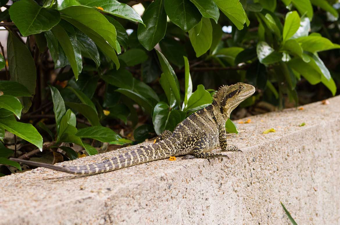 Water Dragons