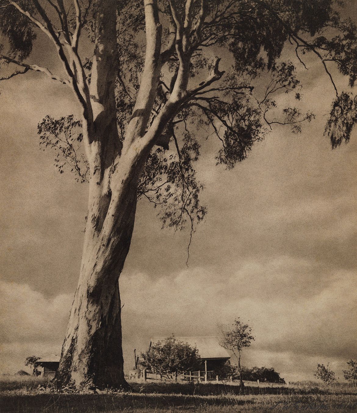 Stanley W Eutrope, Australia 1891–1983 / The guardian gum c.1953 / Bromoil photograph on paper / 31.8 x 27.8cm / Gift of Miss Shirley Eutrope 1984 / Collection: Queensland Art Gallery | Gallery of Modern Art / © Stanley Eutrope Estate