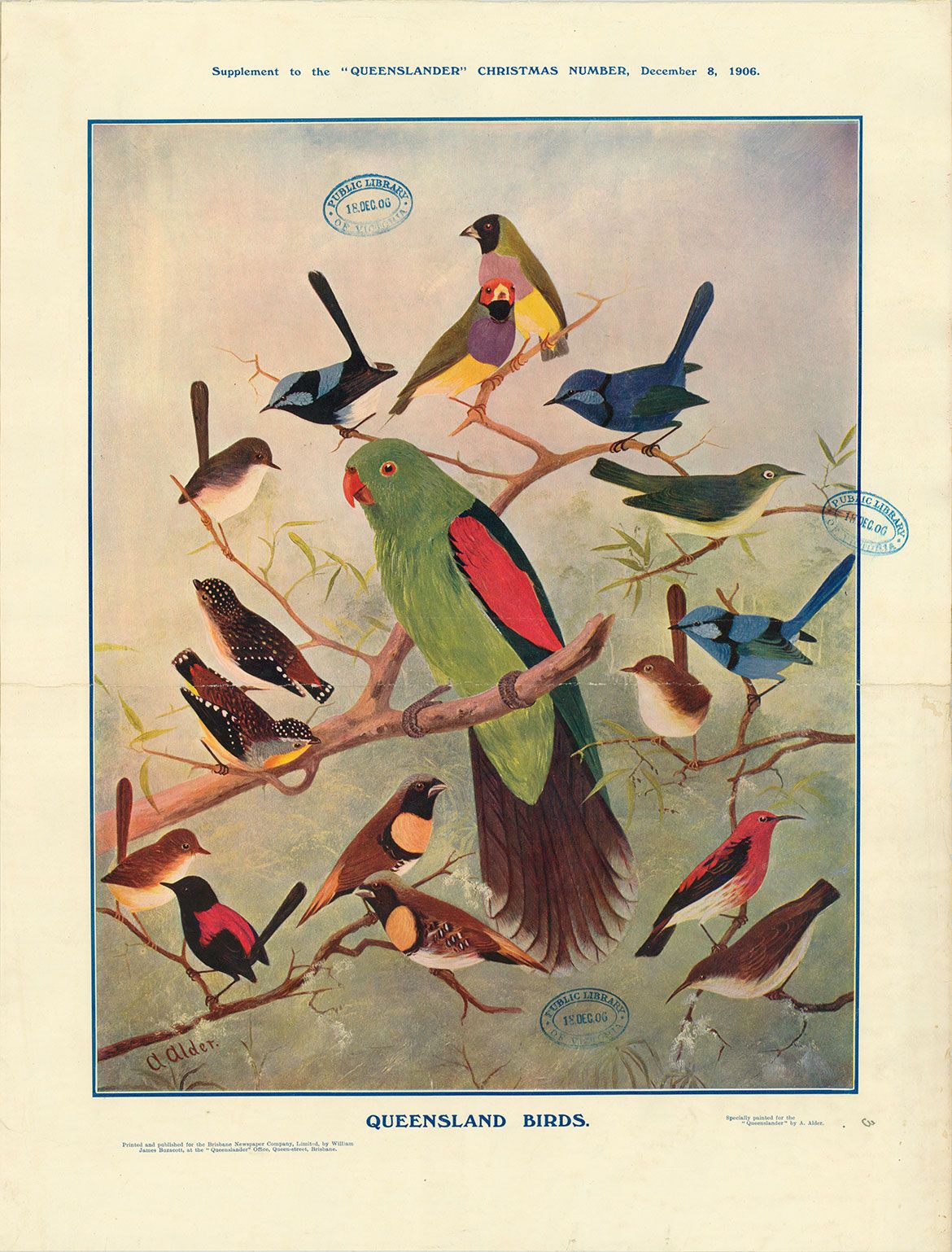 Illustrated from the Christmas supplement of The Queenslander, December 8, 1906, p. 61 / Collection: John Oxley Library, State Library of Queensland, Brisbane