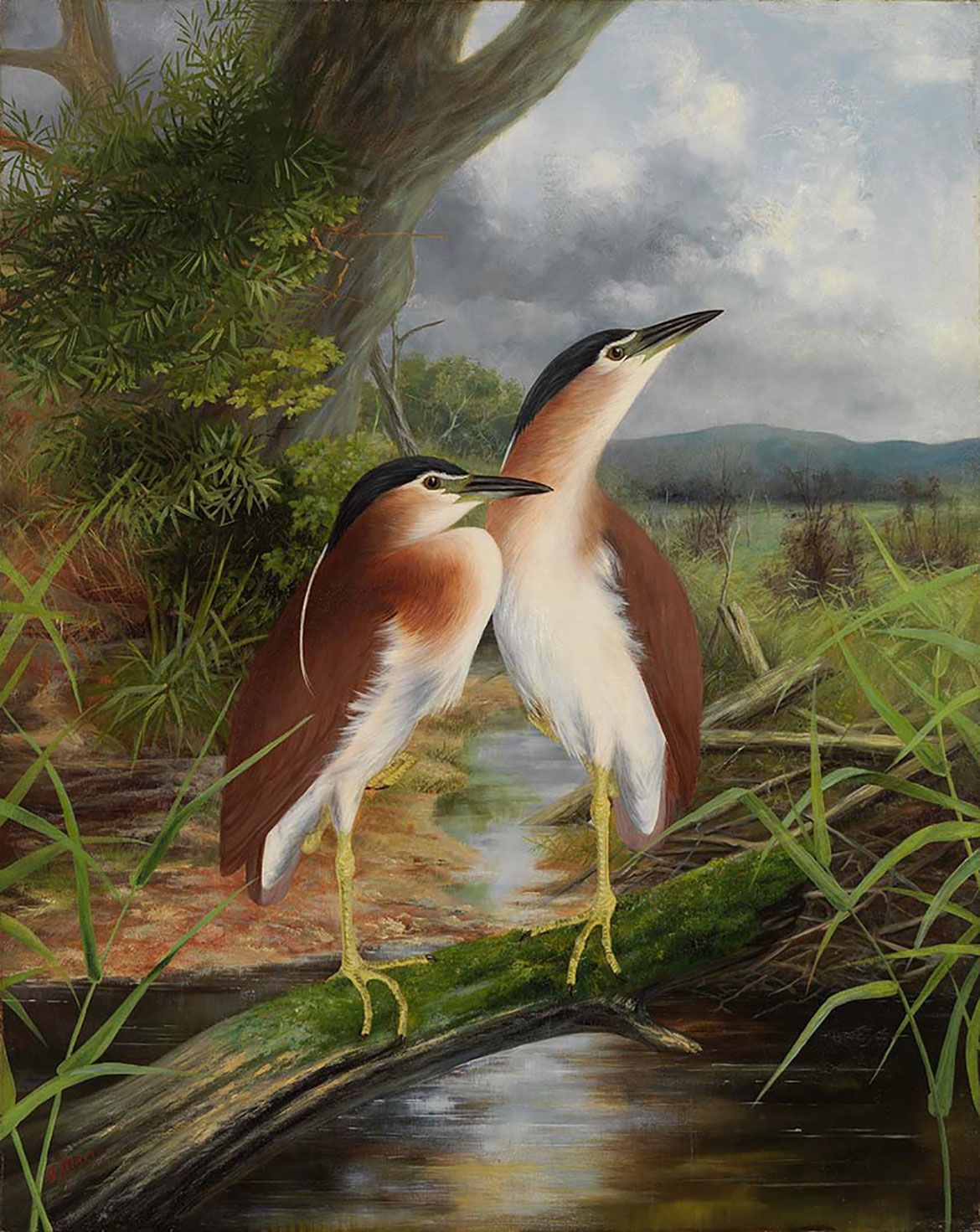 Anthony Alder, Australia 1838-1915 / Heron’s home (After conservation) 1895 / Oil on canvas / 102 x 82cm / Purchased 2011 with funds from the Estate of Jessica Ellis through the Queensland Art Gallery Foundation / Collection: Queensland Art Gallery | Gallery of Modern Art