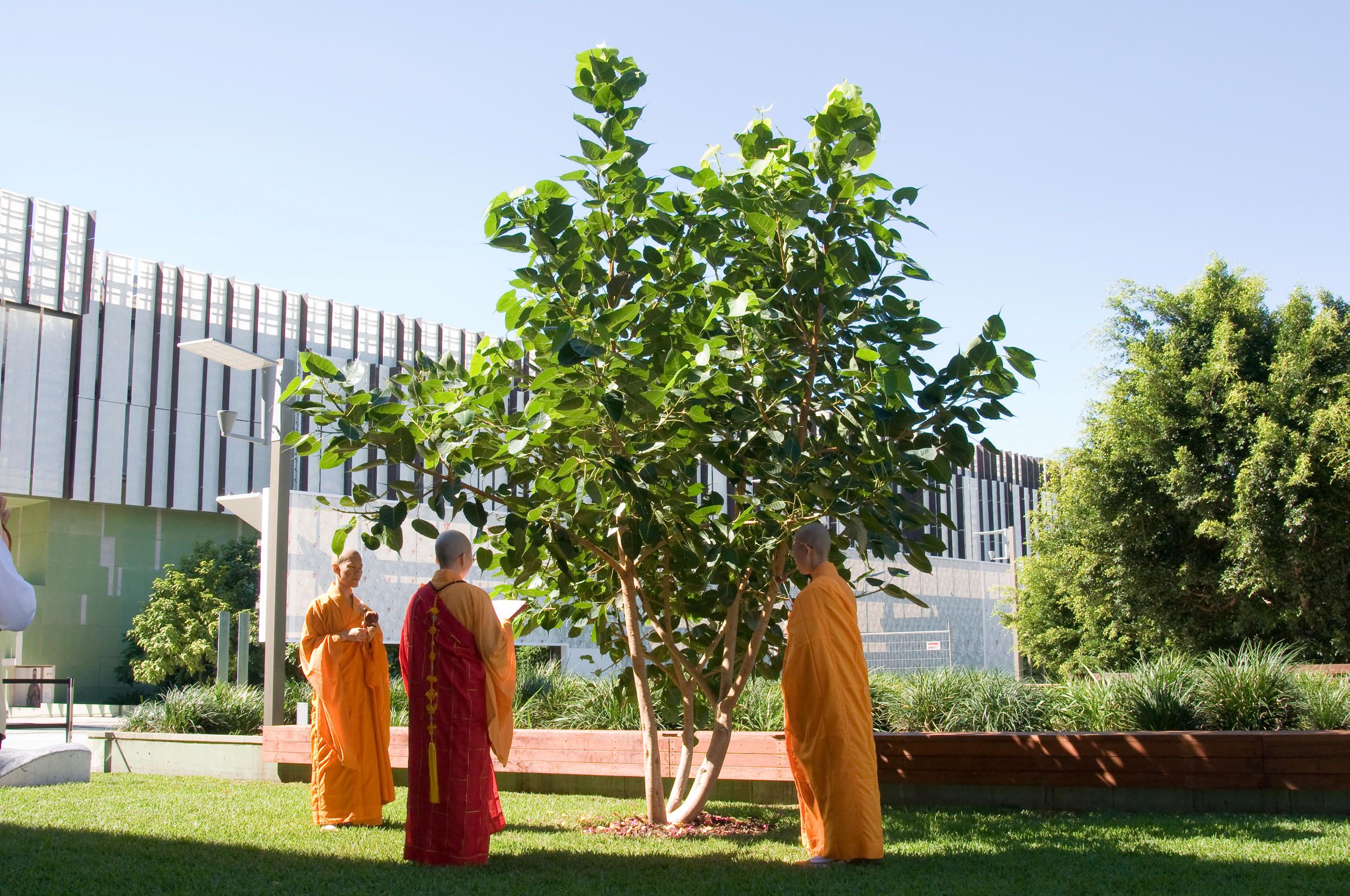 Bodhi Tree Blessing Ceremony, GOMA, April 2010 / Photograph: J Lane, QAGOMA