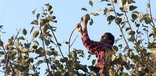 Neha Choksi / United States/India b.1973 / Leaf fall (still) 2008 / Single‑channel digital video on DVD: 14:14 minutes, looped, colour, stereo, English subtitles, widescreen, ed.4/4 (2 AP) / Purchased 2011. QAG Foundation Fund / Collection: Queensland Art Gallery | Gallery of Modern Art / © Neha Choksi