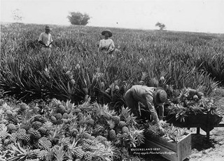 Queensland 1897, Pine-apple Plantation, Nudgee (Brisbane) | Reproduced courtesy: John Oxley Library, Brisbane