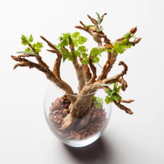 Caraway Grissini, Mushrooms, Caramel / Photograph: Judit Losh, for Delicious Magazine