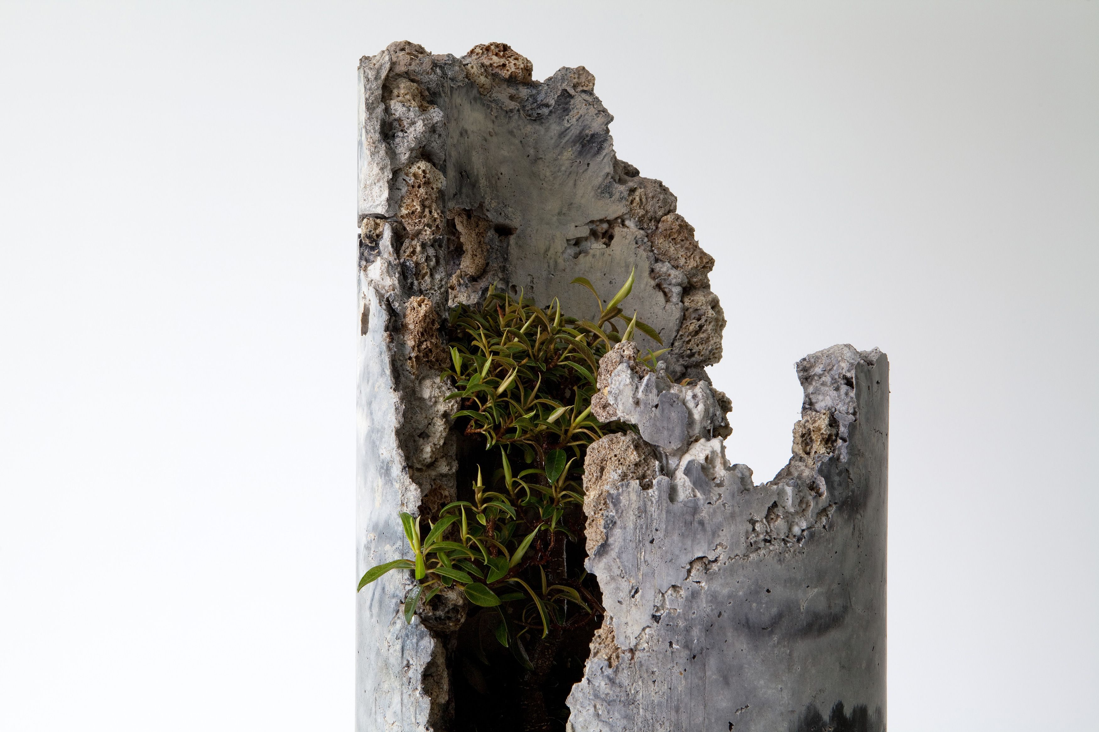 Jamie North / Australia b.1971 / Flume (detail), with Ficus rubiginosa 2013 / Cement, coal ash, steel slag, iron oxide, organic matter, various Australian plants 30cm base diameter; height variable / © Jamie North/Copyright Agency, 2022