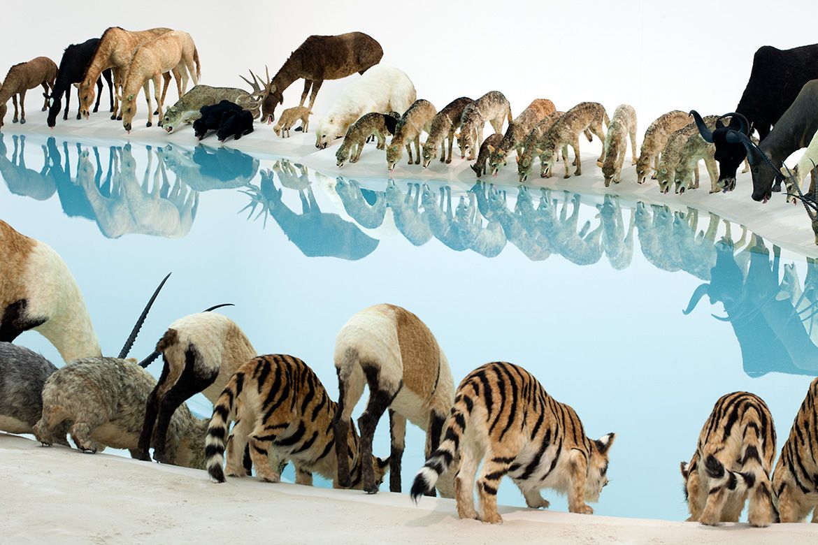 Cai Guo-Qiang, China b.1957 / Heritage (installation view) 2013 / 99 life-sized replicas of animals. Animals: polystyrene, gauze, resin and hide. Installed with artificial watering hole: water, sand, drip mechanism / Purchased 2013 with funds from the Josephine Ulrick and Win Schubert Diversity Foundation through and with the assistance of the Queensland Art Gallery | Gallery of Modern Art Foundation / Collection: Queensland Art Gallery | Gallery of Modern Art / © The artist / Photograph: © Jon Linkins