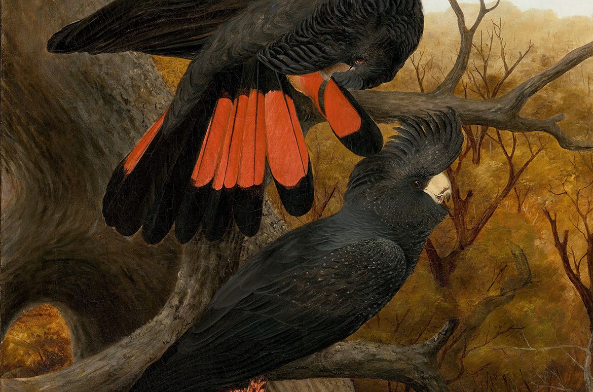 Anthony Alder, Australia 1838-1915 / (Red-tailed Black Cockatoos) (After conservation) c.1895 / Oil on canvas / 90.7 x 70cm / Purchased 2014. Queensland Art Gallery | Gallery of Modern Art Foundation / Collection: Queensland Art Gallery | Gallery of Modern Art