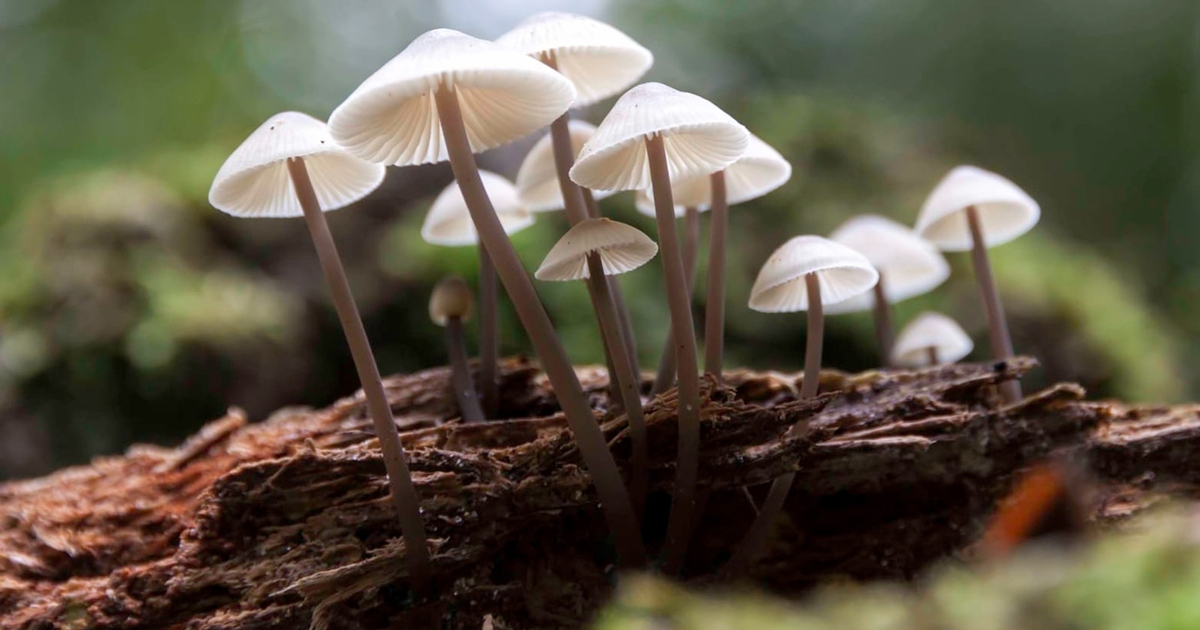 Fantastic Fungi: The Magic Beneath Us – Cinema – Queensland Art Gallery