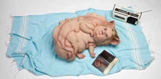 Image: Patricia Piccinini / Australia VIC b.1965 / Teenage Metamorphosis / 2017 / Silicone, fibreglass, human hair, found objects / 25 x 137 x 75cm / Courtesy the artist, Tolarno Galleries, Melbourne; Roslyn Oxley9 Gallery, Sydney; and Hosfelt Gallery, San Francisco.