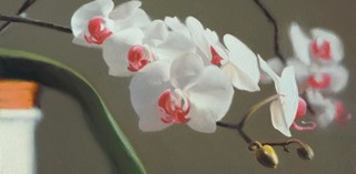 Image: Gerhard RICHTER / Germany b.1932 / Orchid (848-9) 1997 / Oil on aludibond / 29 x 37cm / Private Collection / © Gerhard Richter 2017