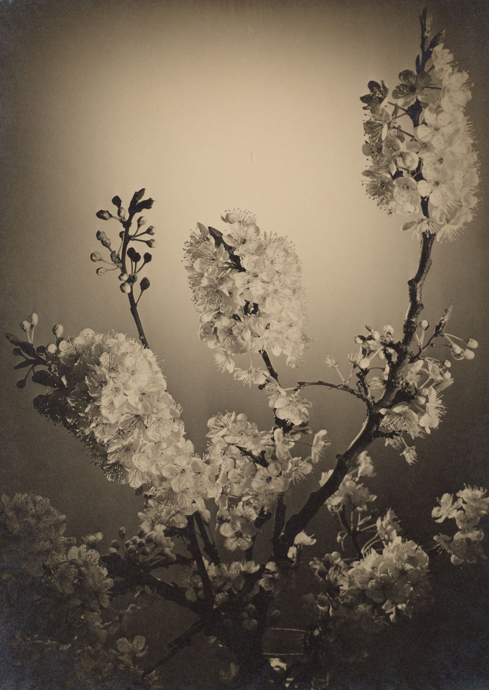 Olive Cotton, Australia 1911–2003 / Plum blossom 1937 (inscr. 1935) / Gelatin silver photograph on paper / 39.5 x 29.3cm / Purchased 2005.QAG Foundation Grant / Collection: Queensland Art Gallery | Gallery of Modern Art