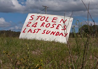 Kim Guthrie, Australia b.1957 / From ‘My vanishing act’ series: War of the roses (from ‘The word on the street’ series) 2012 / Digital photograph slideshow displayed on five monitors / Courtesy: The artist / © The artist