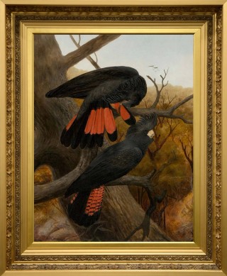 After conservation treatment with new frame / Anthony Alder, Australia 1838-1915 / (Red-tailed Black Cockatoos) c.1895 / Oil on canvas / 90.7 x 70cm / Purchased 2014. Queensland Art Gallery | Gallery of Modern Art Foundation / Collection: Queensland Art Gallery | Gallery of Modern Art