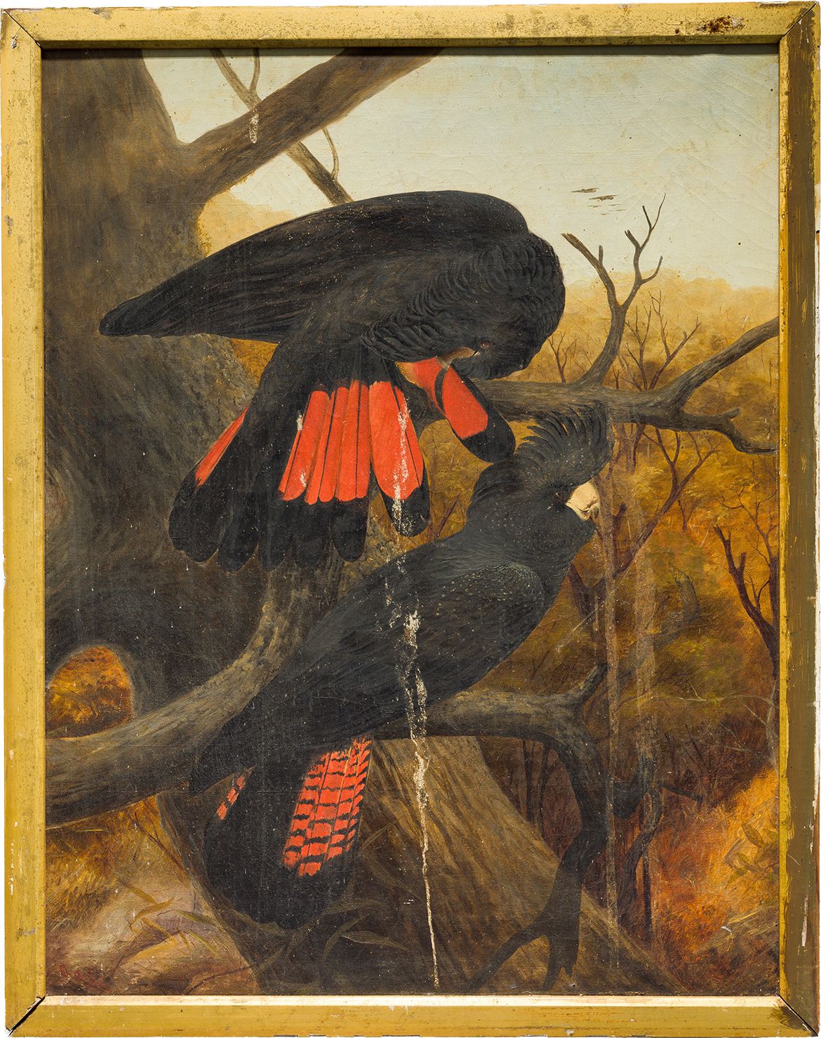 Anthony Alder, Australia 1838-1915 / (Red-tailed Black Cockatoos) (Before conservation) c.1895 / Oil on canvas / 90.7 x 70cm / Purchased 2014. Queensland Art Gallery | Gallery of Modern Art Foundation / Collection: Queensland Art Gallery | Gallery of Modern Art