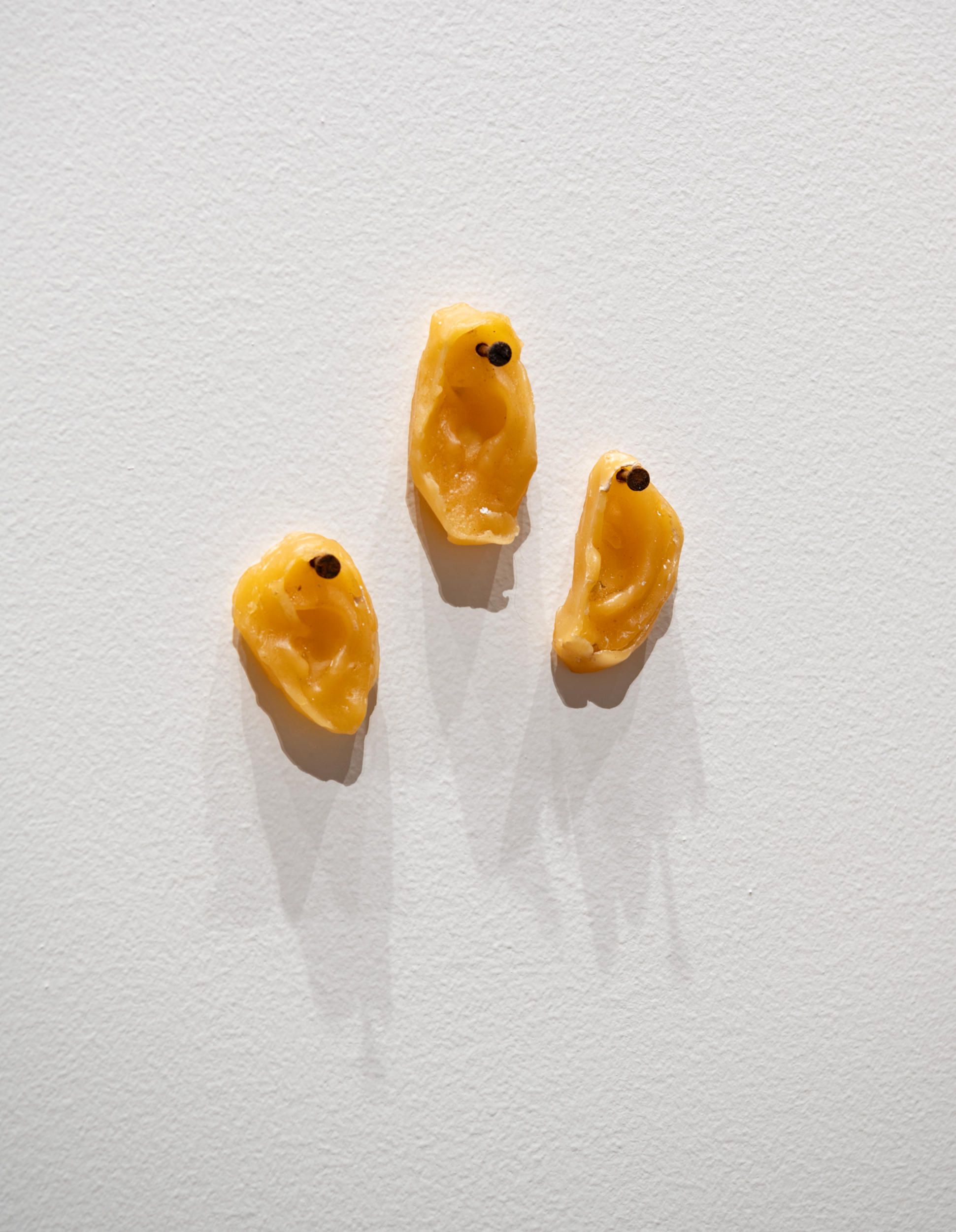 Judy Watson / Waanyi people / Australia b.1959 / 40 pairs of blackfellows’ ears, lawn hill station 2008 / wax and nails / Dimensions variable / Courtesy: The artist and Milani Gallery, Brisbane (Meeanjin/Magandjin) / Photograph: N Umek © QAGOMA